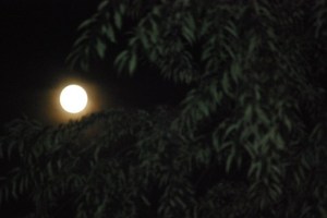 Blue Moon through Trees